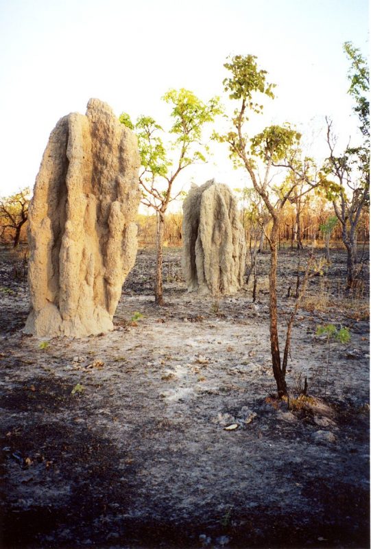 Termite cathedral mounds in an area blackened by the park’s annual winter bushfires – Dustin M. Ramsey – CC BY-SA 2.5