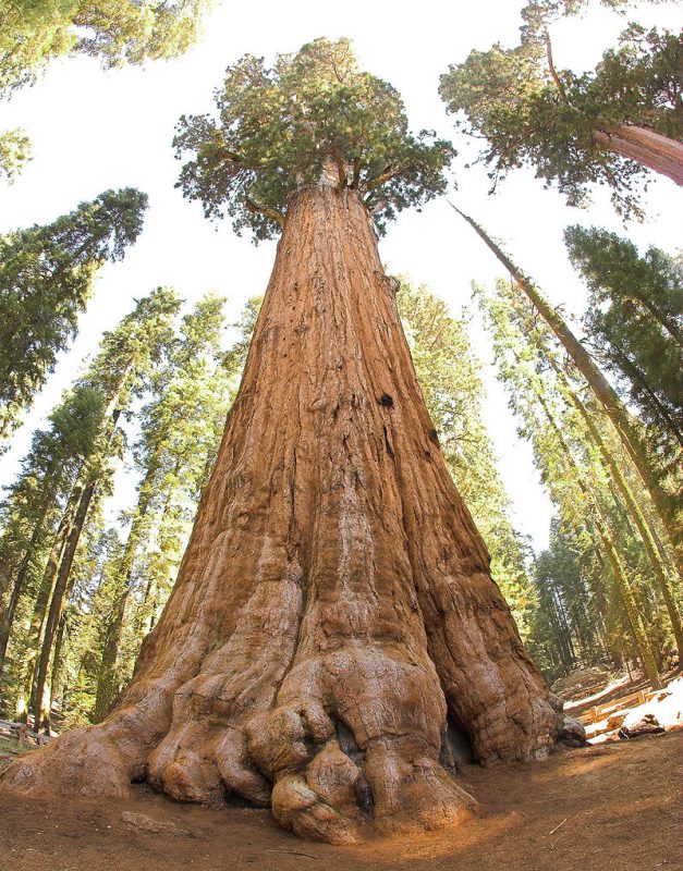 General Sherman Tree, in Sequoia National Park: Largest living organism in the world – Author: Jim Bahn – CC BY 2.0