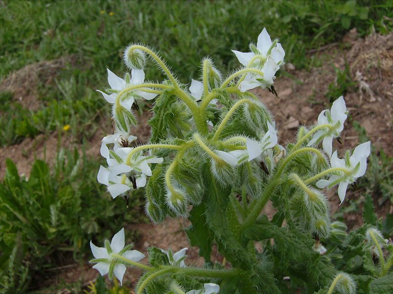 Borago officinalis white flower