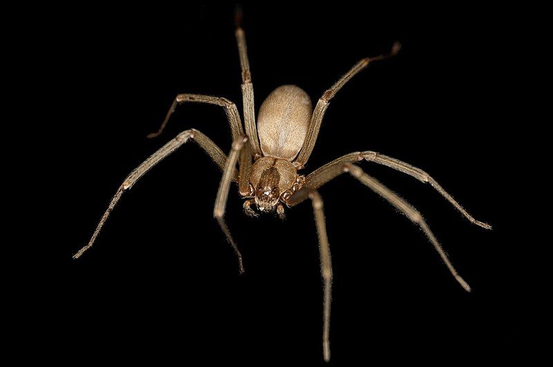 This brown recluse or violin spider (Loxosceles reclusa) is a species of spider native to North America – Author: Rosa Pineda – CC BY-SA 3.0
