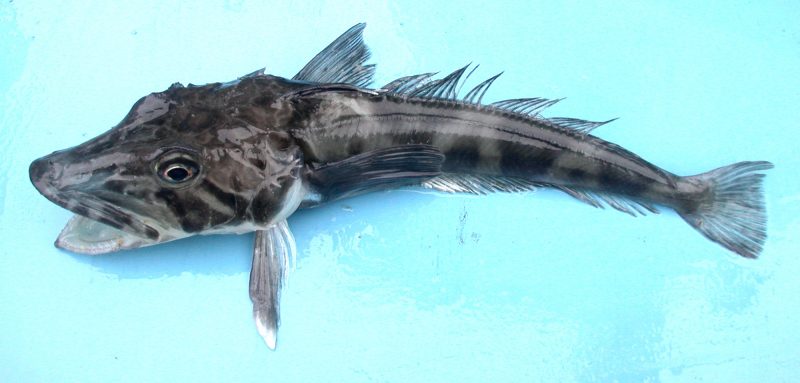 Chionodraco rastrospinosus – Ocellated icefish