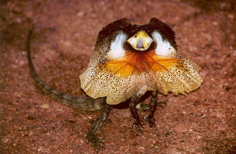 Frilled necked lizard