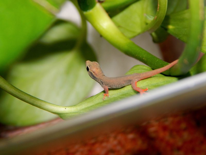 Dwarf Gecko is perhaps the least scary among