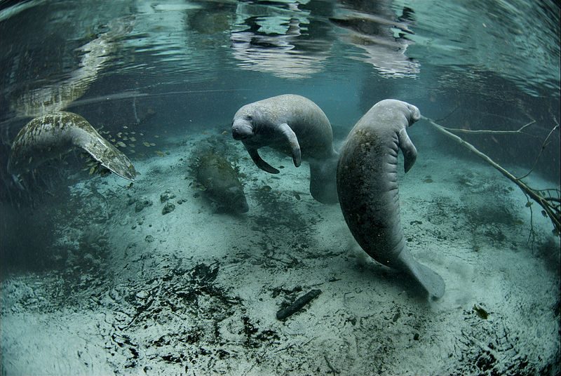 Manatees are gentle giants