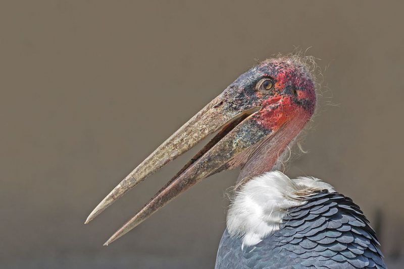 Marabou stork in Queen Elizabeth National Park, Uganda – Author: Charlesjsharp – CC BY-SA 4.0