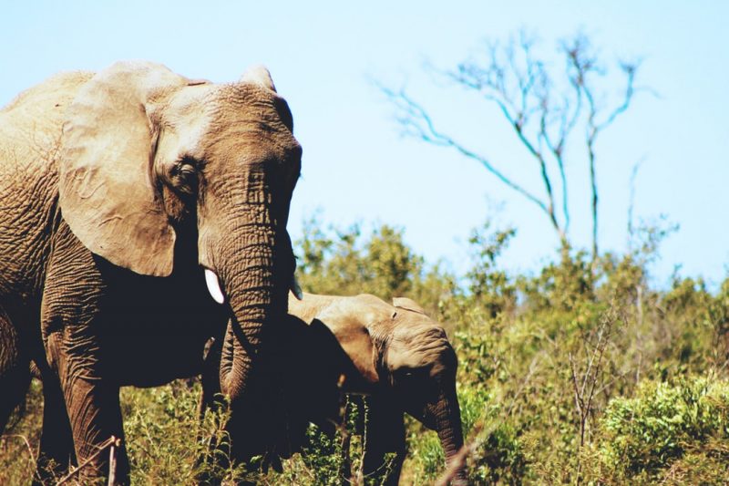 An elephant with a cub