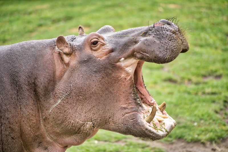 Male hippos can be extremely aggressive, especially during their mating season