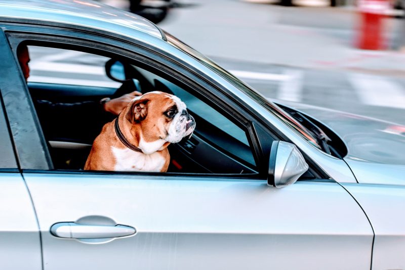 Driving with a dog