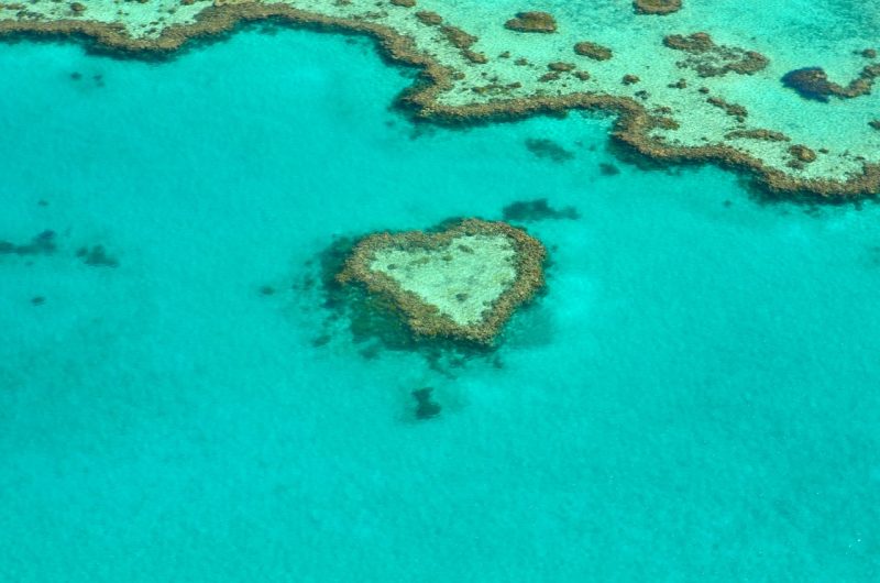The Great Barrier Reef – a wonder of the world – is dying a slow death