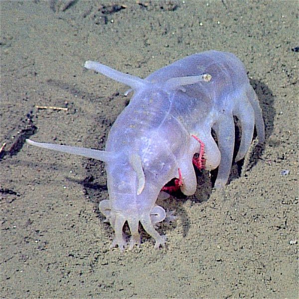 A living Scotoplanes globosa, or sea pig, from Monterey Bay with a juvenile king crab sheltering beneath it at a depth of approx. 1260 meters. Monterey Bay Aquarium Research Institute, 2016 – Author: NOAA/MBARI – CC BY-SA 3.0