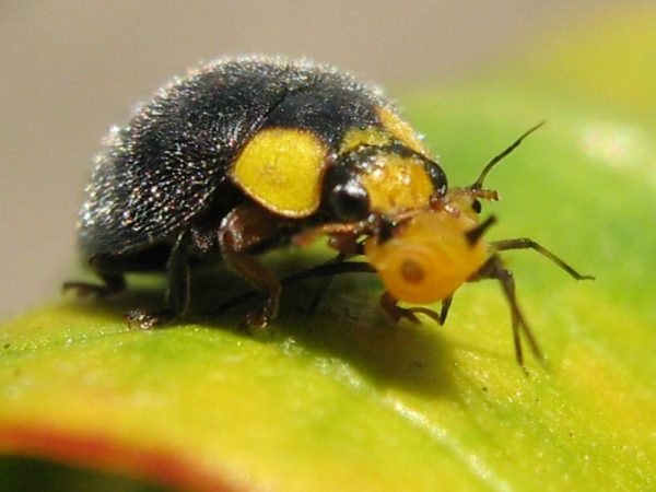 This yellow-shouldered ladybug (Apolinus lividigaster) feeding on an aphid has only two color spots. Some species have none – Author: DGedye – CC BY-SA 3.0
