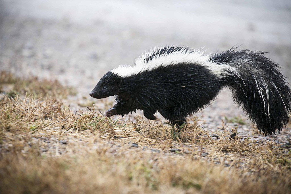Striped skunk, close - Author: USFWS Mountain-Prairie - CC BY 2.0