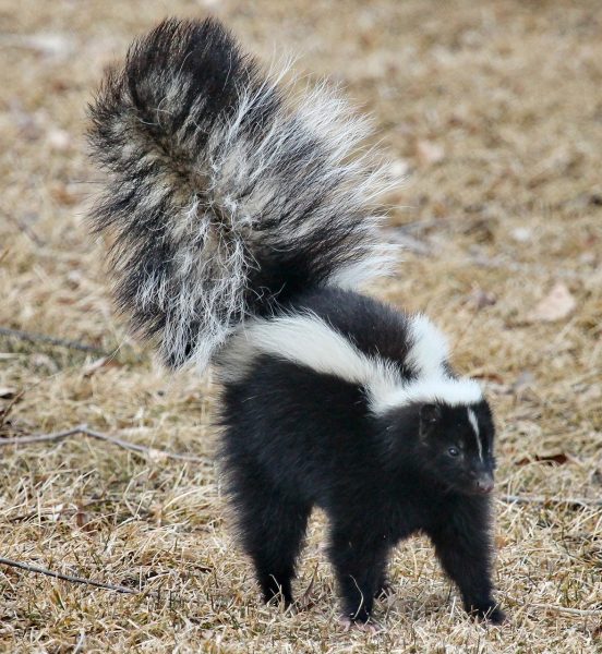Do you smell ghastly after a skunk encounter? Don’t worry – it won’t kill you, but you sure will get fed up with how bad you stink