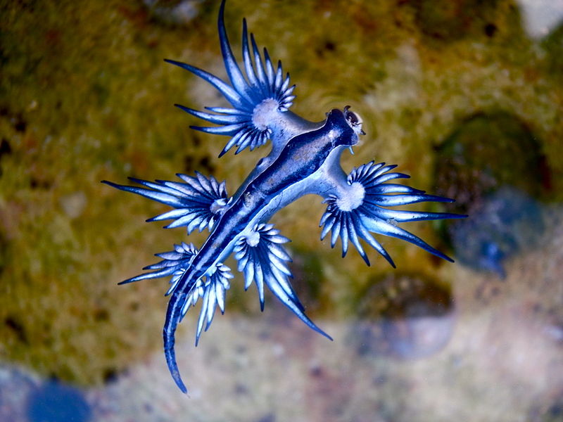 Blue dragon-glaucus atlanticus - Author: Sylke Rohrlach - CC BY-SA 2.0