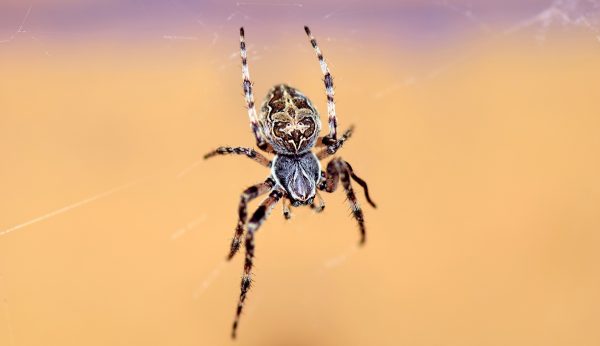 There are different types of spiders and indoor ones will not have a good chance of survival in the outdoors, even if your intentions are good.