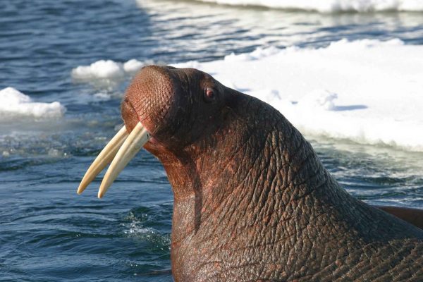Climate change is affecting all creatures of the world, and the walrus is no exception