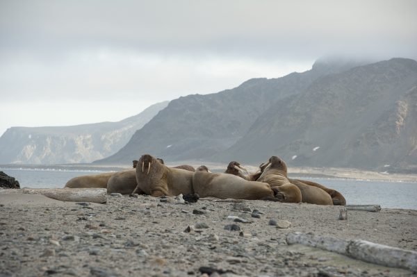 Although the walrus population is not on the verge of extinction, climate change is affecting the walrus habitat, which could cause their numbers to seriously dwindle in the near future. For this reason, the walrus should be added to the Endangered Species List