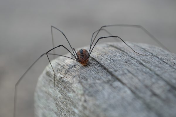 Daddy long legs are harmless spiders, and their long stick like legs should only give you amusement, not fear.