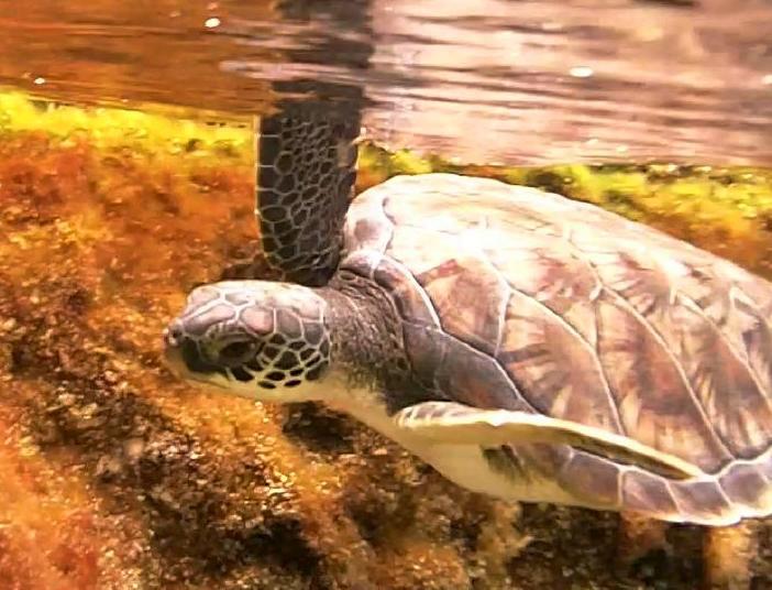 Green sea turtle in lagoon at Cayman Turtle Farm – Author; Lhb1239 – CC BY-SA 3.0