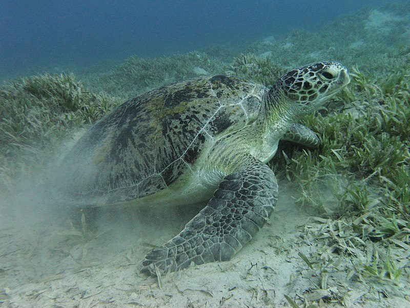 Green sea turtle near Marsa Alam, Egypt – Author: Alexander Vasenin – CC BY-SA 3.0
