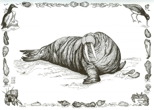 The Walrus has been around for 15 million years!