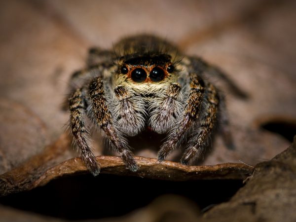 Are you creeped out by spiders? Or do they fascinate you?