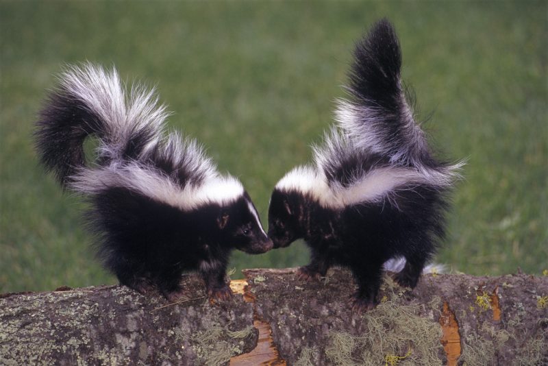 A pair of young Striped Skunks in Montana.