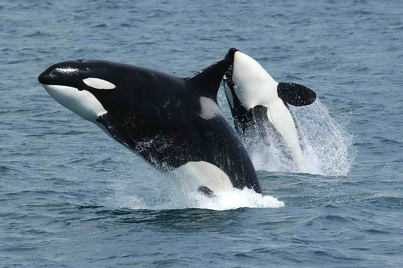 Two killer whales jump above the sea surface, showing their black, white and grey coloration. The closer whale is upright and viewed from the side, while the other whale is arching backward to display its underside.