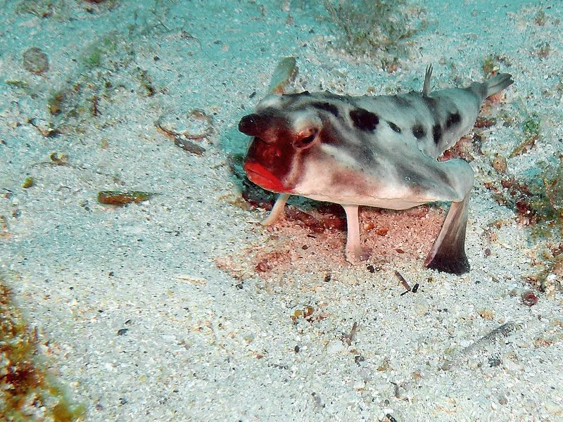 Red-lipped Batfish (Ogcocephalus darwini), from the Galapagos (the species is also found off Peru) – Author: Rein Ketelaars – CC BY-SA 2.0