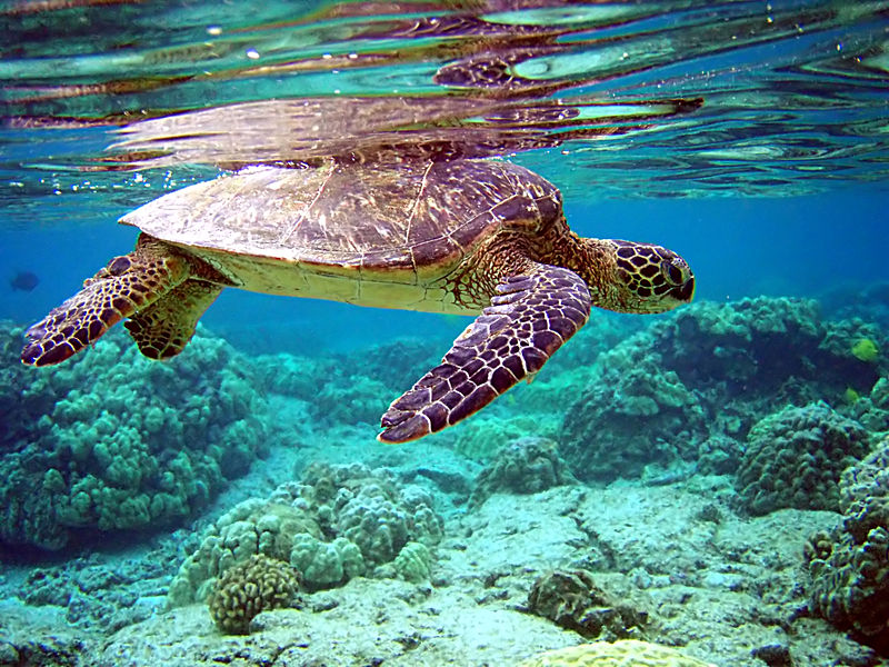 Green sea turtle - Author: Brocken Inaglory - GFDL