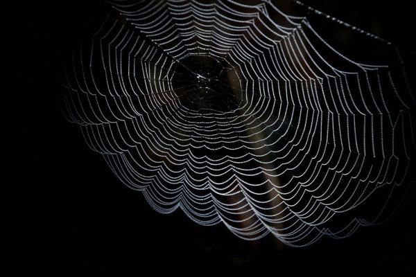 A spider’s web