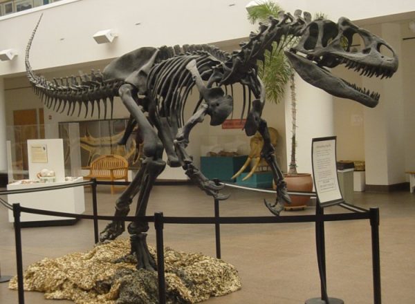 Allosaurus mounted skeleton