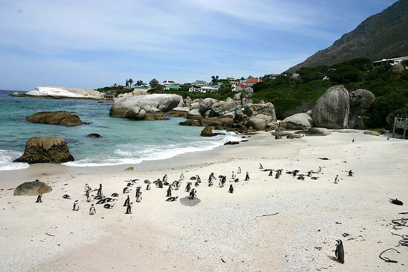 African penguins at Boulders Bay – Author: Charlesjsharp – CC BY-SA 3.0
