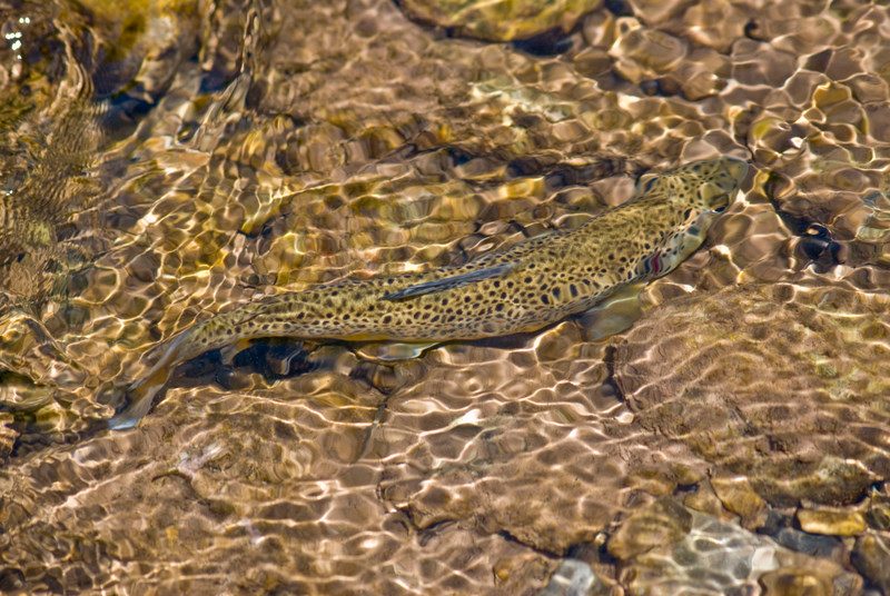 Brown trout in a creek – Author: Philthy54 – CC-BY 3.0