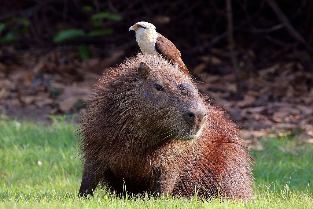 Yellow-headed caracara on a capybara - Author: Charlesjsharp - CC BY-SA 4.0
