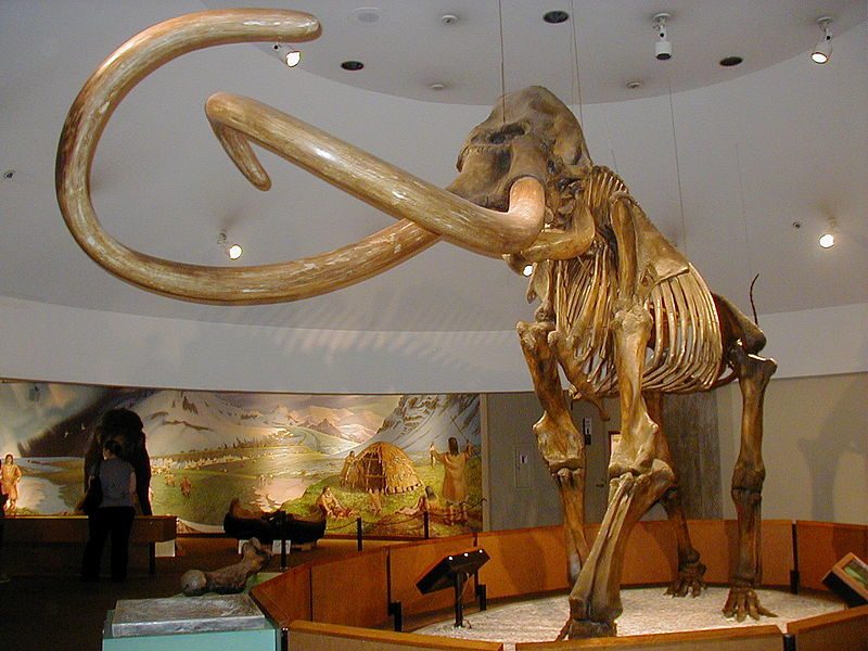 Columbian mammoth skeleton from the tar pits displayed in the George C. Page Museum – Author: WolfmanSF – CC BY-SA 3.0