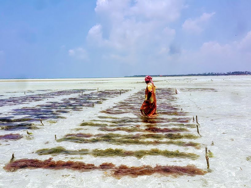 Seaweed farming in Paje, Zanzibar