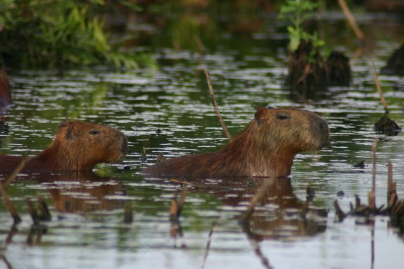 Capybaras early in the morning