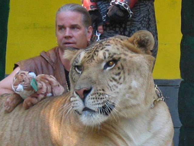 Hercules the liger and his trainer Bhagavan Antle – Author: Andy Carvin – CC BY-SA 2.5