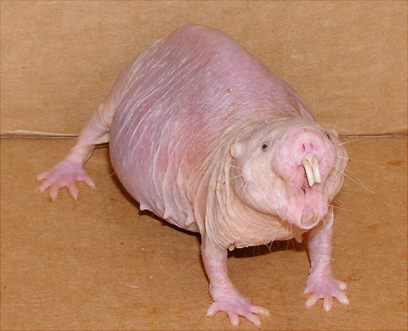 Angry female naked mole rat – Author: Jedimentat44 – CC BY 2.0