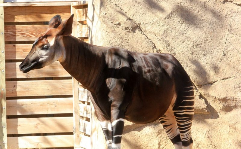 An okapi