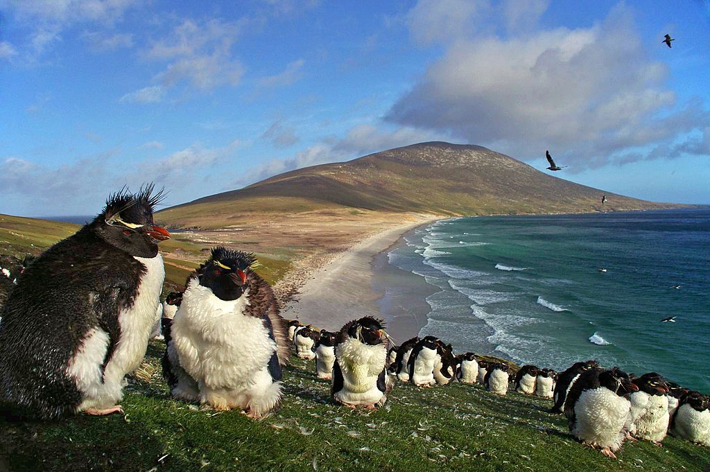 Saunders Island with Southern Rockhopper Penguins  - Author: Ben Tubby - CC BY 2.0