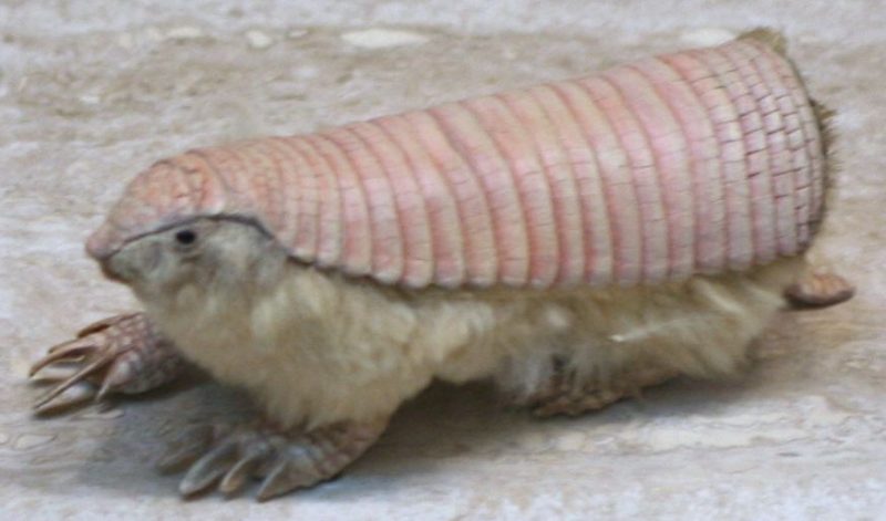 Pink Fairy Armadillo – Author: cliff1066™ – CC-BY 3.0