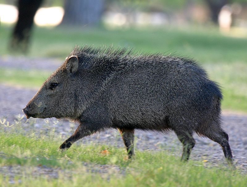 Running collared peccary – Author: Wing-Chi Poon – CC BY-SA 3.0