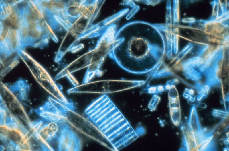 Assorted diatoms as seen through a microscope