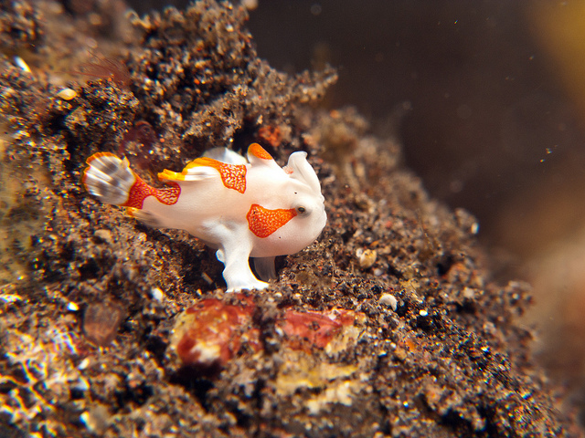 Juvenile Warty or Clown Frogfish – Antennarius maculatus – Author: Silke Baron – CC BY 2.0