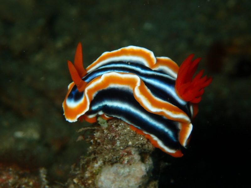Colorful Nudibranch Nudi Branch Reef Fish