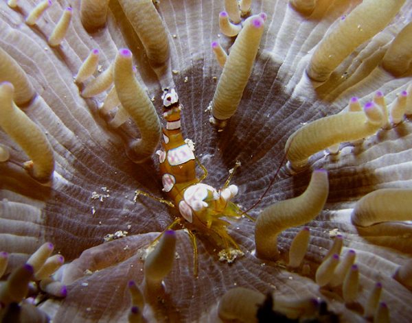 Squat shrimp in anemone – Author: Nhobgood – CC BY-SA 3.0