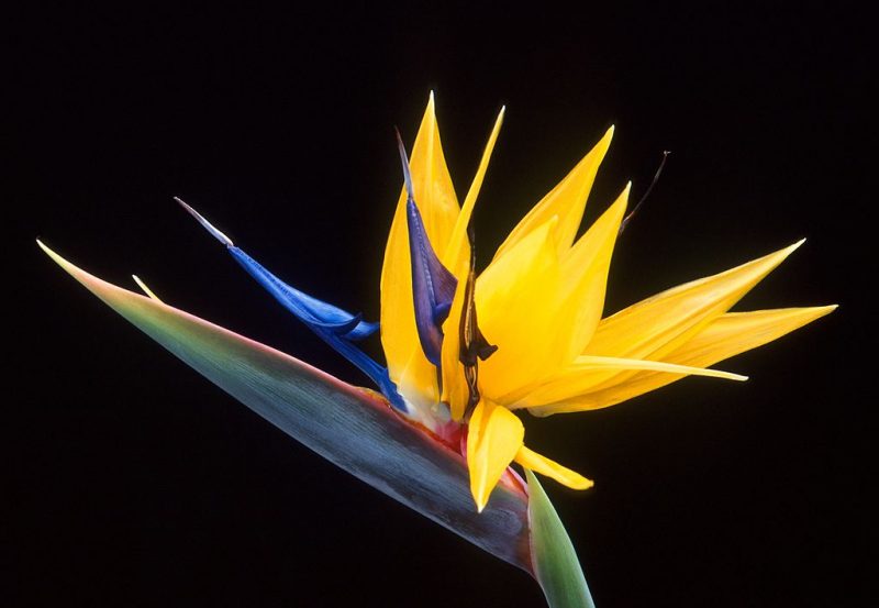 Flower of bird-of-paradise