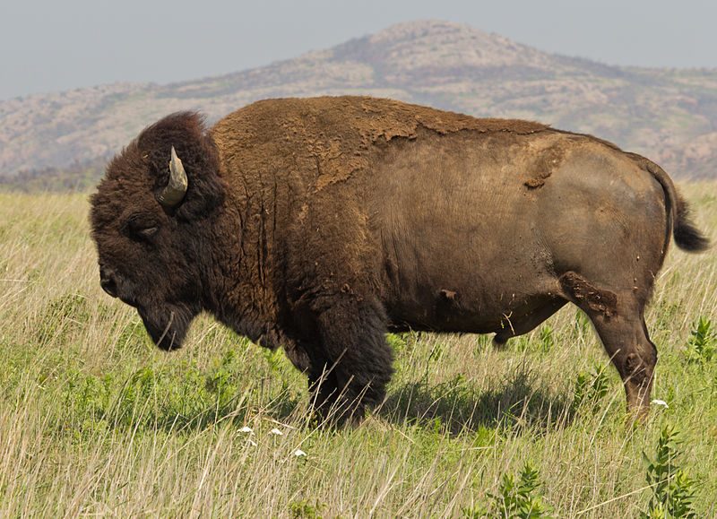 Male plains bison in the Wichita Mountains of Oklahoma – Author: katsrcool – CC BY 2.0